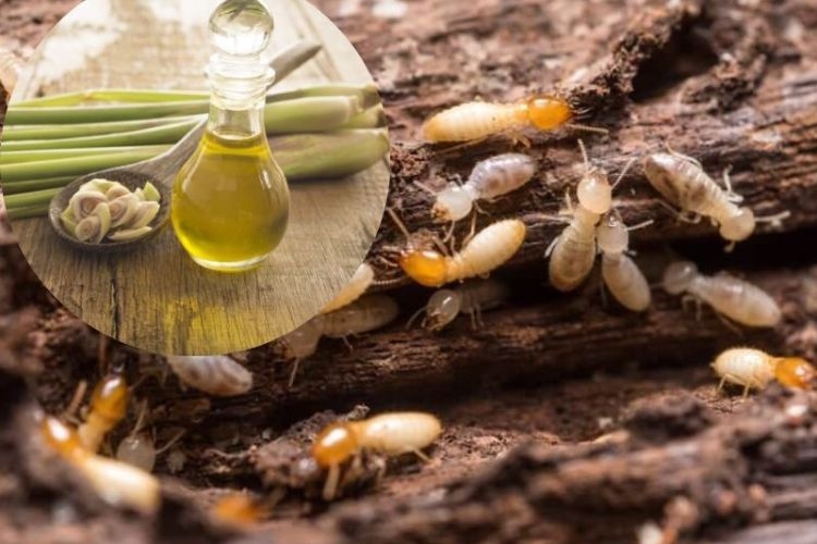 Sử dụng những sản phẩm tự nhiên